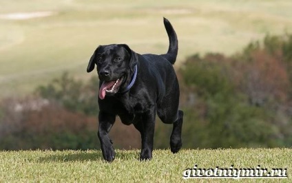 Labrador retriever kutya