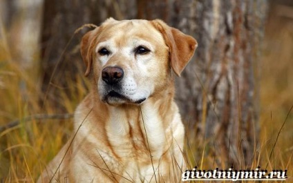 Labrador retriever kutya