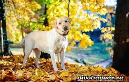 Labrador retriever kutya