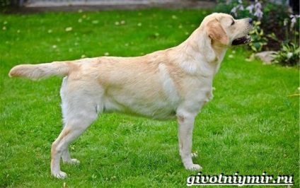 Labrador retriever kutya