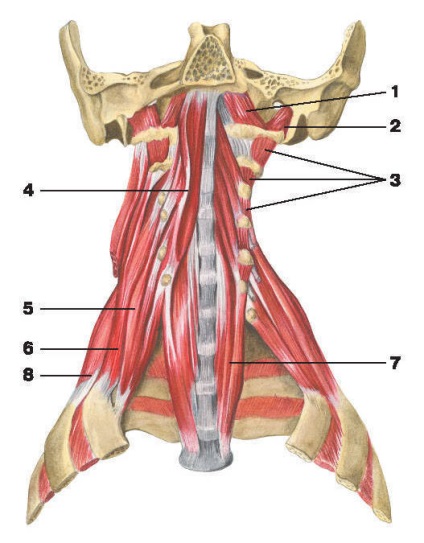 Oldalsó izom - ez (Atlas of Human Anatomy) Oldalsó izom - ez