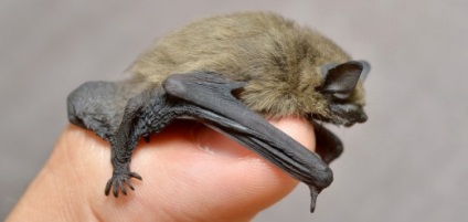 Bat, mit eszik, fotó - Animal World (A denevér The Bat) Bat, mit eszik, fotó - Állatvilág