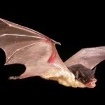 Bat, mit eszik, fotó - Állatvilág