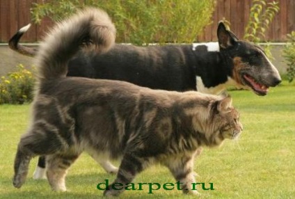 Maine Coon, fotó, megjelenés, jellemző a fajtára, etetés, gondozás és karbantartás A Maine Coon (jellemző) Maine Coon, fotó, megjelenés, jellemző a fajtára, etetés, gondozás és karbantartás A Maine Coon