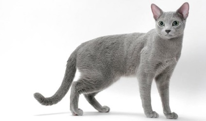 Aranyos macskák - hogyan válasszuk ki a kedvtelésből tartott