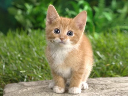 Aranyos macskák - hogyan válasszuk ki a kedvtelésből tartott