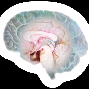 MRI az agyalapi mirigy - különösen a tanulmányokat, jelzések és ellenjavallatok