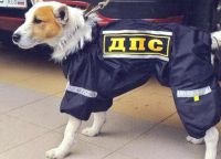 A karácsonyi jelmezek kutyák (a spektrum a gyógyszer) A karácsonyi jelmezek kutyáknak