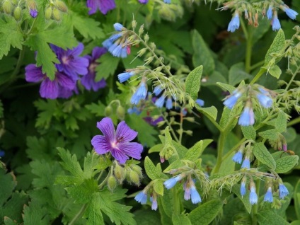 Comfrey műtrágyaként a kertben receptek infúziók (comfrey műtrágya kert) Nadálytő műtrágyaként a kertben receptek infúziók