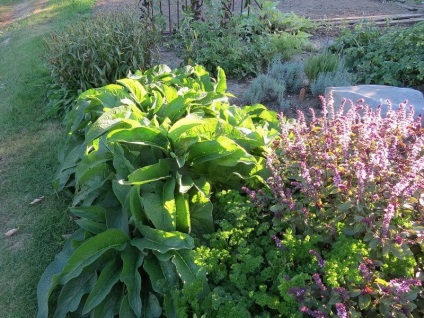 Comfrey műtrágyaként a kertben receptek infúziók (műtrágya) Nadálytő műtrágyaként a kertben receptek infúziók