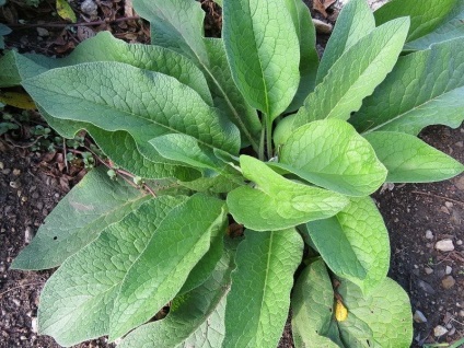 Comfrey műtrágyaként a kertben receptek infúziók (műtrágya) Nadálytő műtrágyaként a kertben receptek infúziók