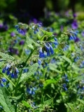 Comfrey műtrágyaként a kertben receptek infúziók (műtrágya) Nadálytő műtrágyaként a kertben receptek infúziók