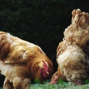 Leírás fajta csirkék Kuchinskaya emlékkép képek és vélemények