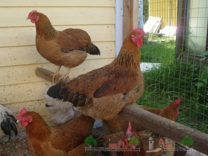 Leírás fajta csirkék Kuchinskaya emlékkép képek és vélemények