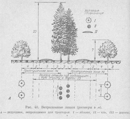 Szervezése a kertben (magas fák) Szervezése területén a kertben