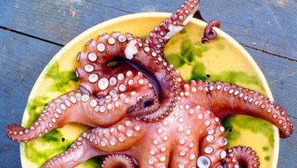 Octopus - kalória és tulajdonságai