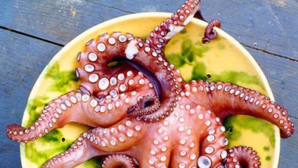 Octopus - és kalorikus tulajdonságok (polip) Octopus - kalória és tulajdonságai