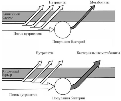 Alapelvei megfelelő táplálkozás