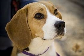 Jellemzők tartalom beagle