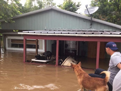 Apa és fia kimentett 40 kutyákat elhagyott az árvíz, és az ideiglenes tartózkodási