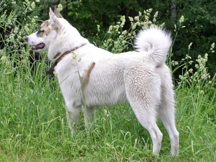 Vadászat egy husky a medve, mint egy kisállat edzője