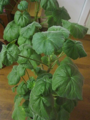 Pelargonium haza