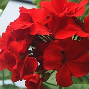 Pelargonium otthoni (home) Pelargonium haza