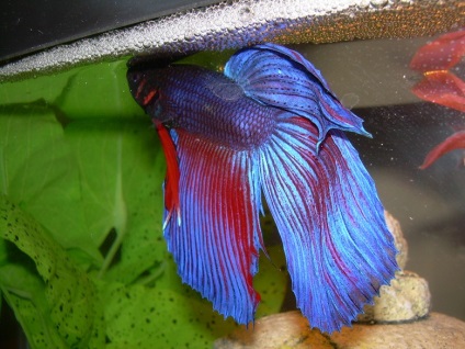 Kakas Betta hal