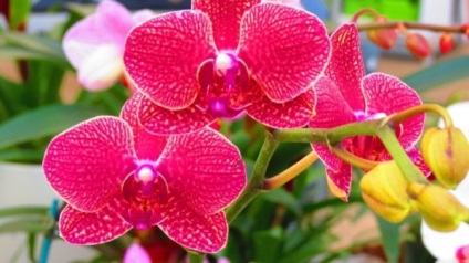 Miért ne orchidea virágzik