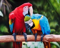 Miért papagájok képesek beszélni akarok tudni mindent