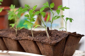 Előállítása és ültető palánták paradicsom az üvegházban vagy üvegházhatású ültetési rendszeren