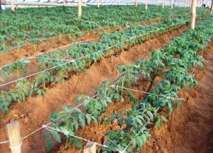 Előállítása és ültető palánták paradicsom az üvegházban vagy üvegházhatású ültetési rendszeren