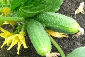 Termékenyítő uborka virágzás alatt és termés