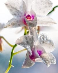 Öntözés orchideák otthon