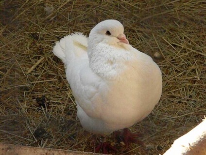 Breed galambokat kép és nevek (galamb) Breed galambokat kép és nevek