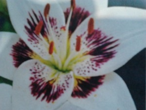 Szabályzat termesztése fehér liliom (Martagon lily Hanson) Szabályzat termesztése fehér liliom
