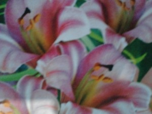 Szabályzat termesztése fehér liliom (Martagon liliom Lily Hanson) Szabályzat termesztése fehér liliom