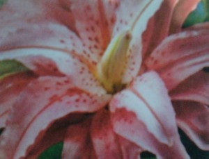 Szabályzat termesztése fehér liliom (Martagon lily Hanson) Szabályzat termesztése fehér liliom