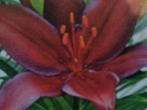 Szabályzat termesztése fehér liliom (Martagon lily Hanson) Szabályzat termesztése fehér liliom