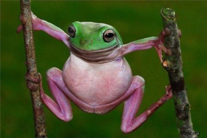 Vicces béka és varangy fotók (béka varangy fotó) Vicces béka és varangy fotók