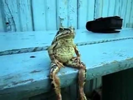 Vicces béka és varangy fotók (fun) Vicces béka és varangy fotók