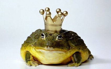 Vicces béka és varangy fotók (béka varangy fotó) Vicces béka és varangy fotók