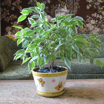 Ficus növényi gondozási otthon, a formáció a korona, a reprodukció a beltéri virág