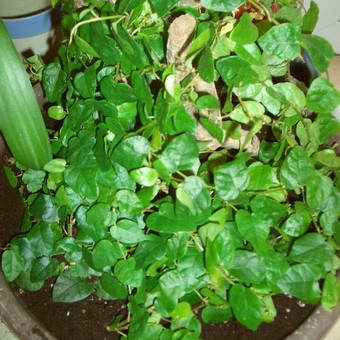 Ficus növényi gondozási otthon, a formáció a korona, a reprodukció a beltéri virág