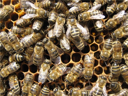Sokszorosítása méhek - blog méhész