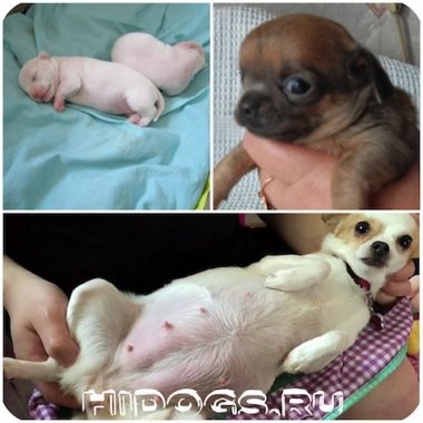 Szülési chihuahua hogyan kell felkészülni, és átveszi a kutya (fotó, videó)