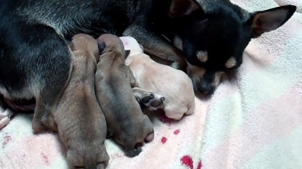 Szülési Chihuahua hogy elfogadja az újszülött, fotó és videó