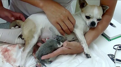 Szülési Chihuahua hogy elfogadja az újszülött, fotó és videó
