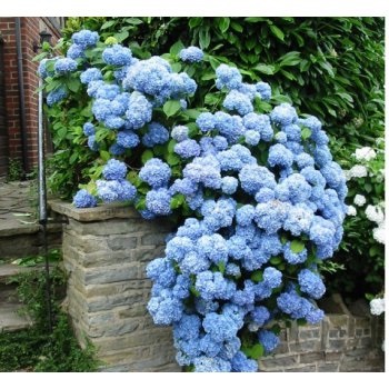Luxus virágzó hortenzia álom vagy valóság, milyen a növény, és nő a hortenzia (Hydrangea) Luxus virágzó hortenzia álom vagy valóság, milyen a növény, és nő a hortenzia