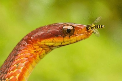 A legérdekesebb tények kígyók